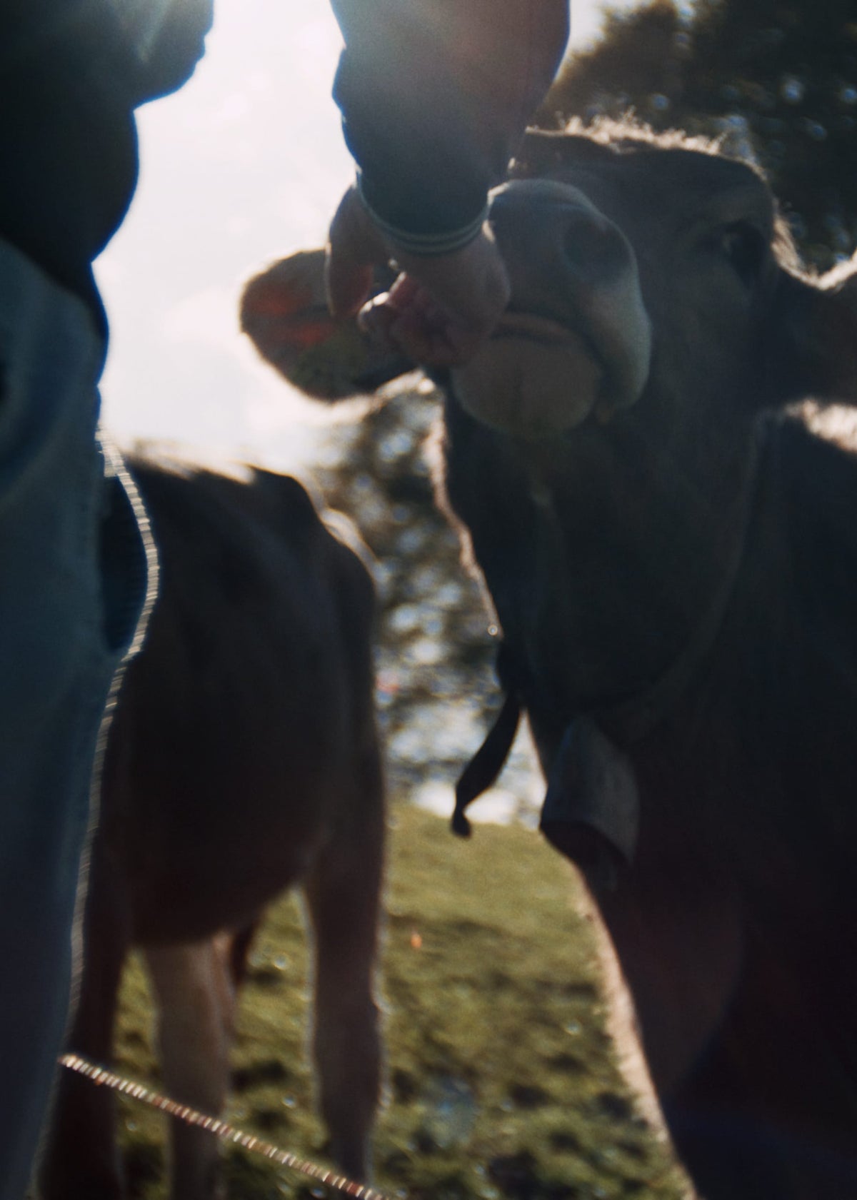 Brown cow in sunlight, being fed by hand, with lush green grass in the background.