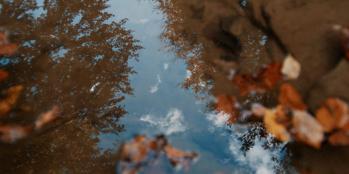 Blick durch herbstliche Laubblätter und Äste im Ostschweizer Wald mit etwas blauem Himmel und wenig kleinen Wolken